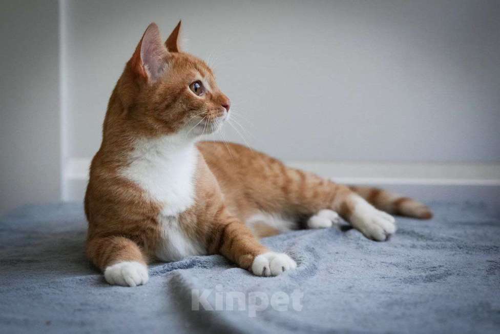 Кошки в Москве: котенок Гарри ищет дом Мальчик, Бесплатно - фото 2