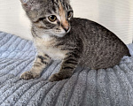 Кошки в Ореховом-Зуево: Котенок в добрые руки Девочка, Бесплатно - фото 4