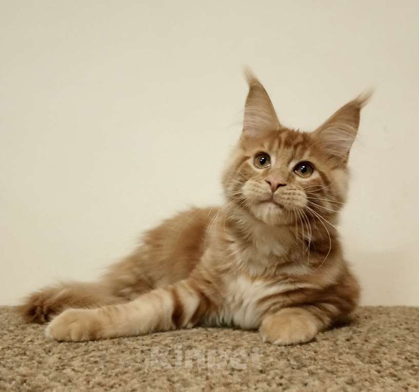 Кошки в Владимире: Рыжее солнышко Мальчик, 60 000 руб. - фото 3