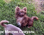 Собаки в Санкт-Петербурге: Чихуахуа шоколадного окраса Шикарный Сэмуэль Мальчик, 120 000 руб. - фото 3