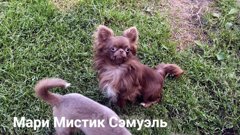 Собаки в Санкт-Петербурге: Чихуахуа шоколадного окраса Шикарный Сэмуэль Мальчик, 120 000 руб. - фото 3