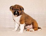 Собаки в Москве: Замечательный красавец, домашний щенок Мишутка в добрые руки Мальчик, 10 руб. - фото 5