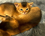 Кошки в Москве: Абиссинские котята Девочка, 55 000 руб. - фото 1