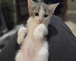 Кошки в Ижевске: котенок в добрые руки Девочка, Бесплатно - фото 2