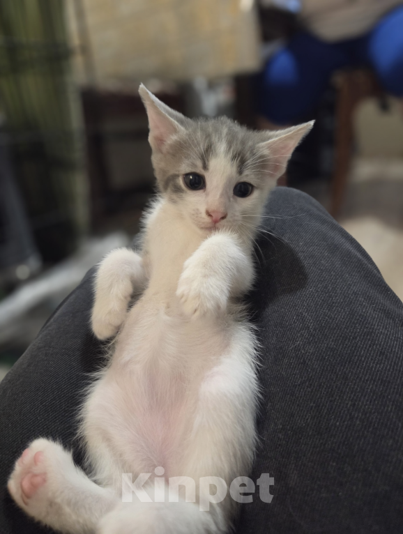 Кошки в Ижевске: котенок в добрые руки Девочка, Бесплатно - фото 2