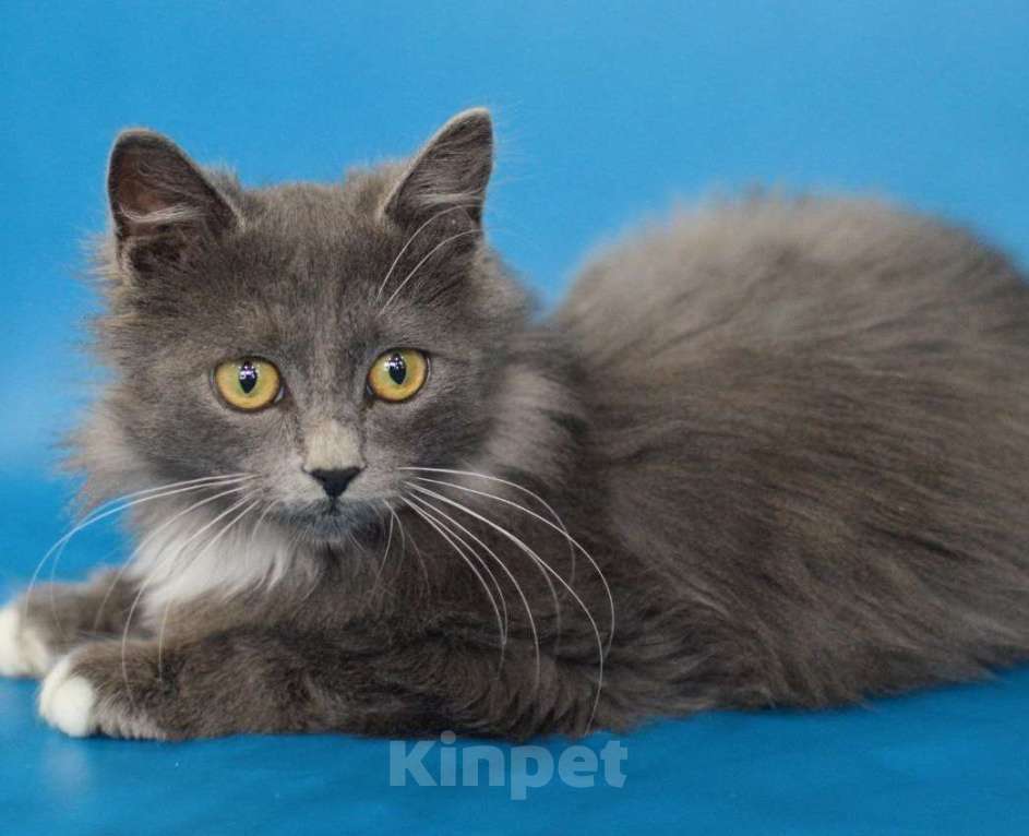 Кошки в Москве: Максик ищет дом Мальчик, Бесплатно - фото 2