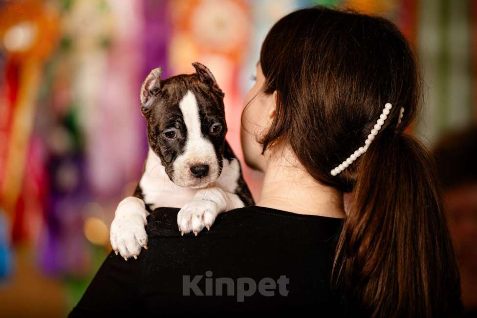 Собаки в Москве: Классная Матрешка для активного владельца. Девочка, 60 000 руб. - фото 4