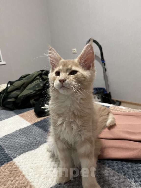 Кошки в Ахтубинске: Котята Мальчик, Бесплатно - фото 3