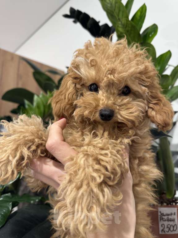 Собаки в Краснодаре: Той-пудель Разнополые, Бесплатно - фото 3