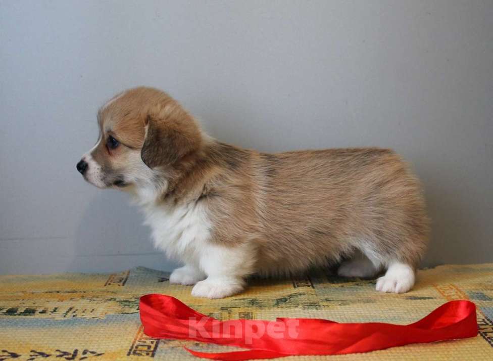 Собаки в Нижнем Новгороде: Щенки Вельш Корги Пемброк Девочка, 60 000 руб. - фото 5