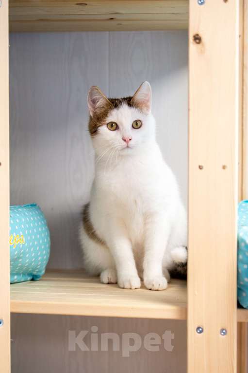 Кошки в Москве: Два сердца, которые очень ждут своего человека Разнополые, Бесплатно - фото 4