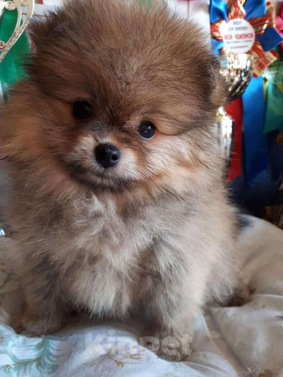 Собаки в Екатеринбурге: померашка маленький мишка Мальчик, 60 000 руб. - фото 2
