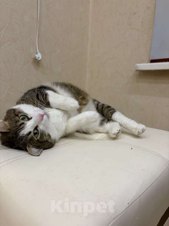 Кошки в Нижнем Новгороде: Кошка в добрые руки Девочка, Бесплатно - фото 2