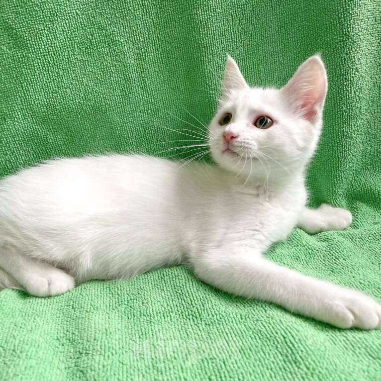 Кошки в Москве: Белый котёнок девочка в добрые руки Девочка, Бесплатно - фото 5