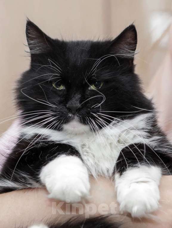 Кошки в Санкт-Петербурге: Шикарная Зося в добрые ручки Девочка, Бесплатно - фото 7