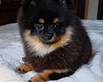 Собаки в Москве: Померанский шпиц  Девочка, 35 000 руб. - фото 1