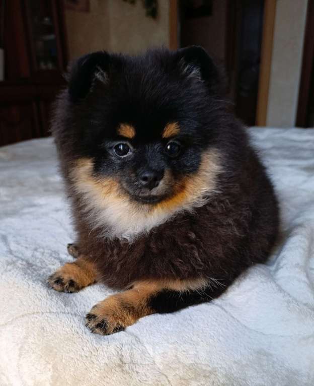 Собаки в Москве: Померанский шпиц  Девочка, 35 000 руб. - фото 1