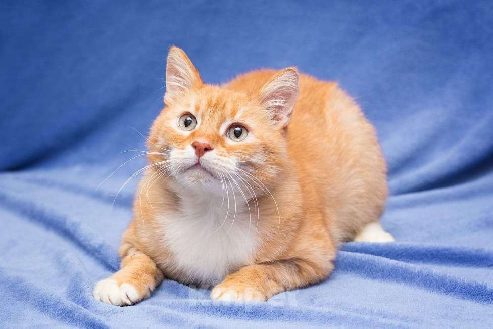 Кошки в Москве: Мультяшный кот Бонифаций  Мальчик, Бесплатно - фото 3