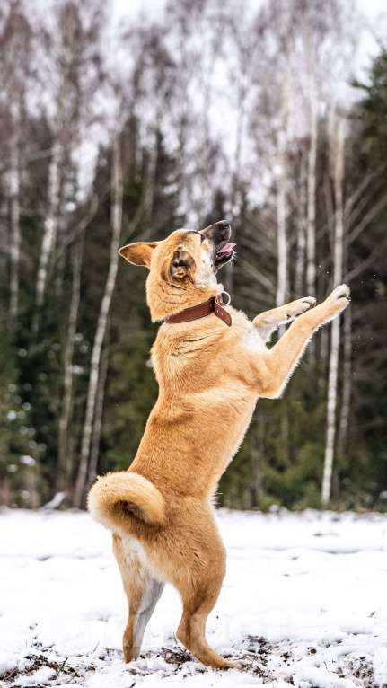 Собаки в Клине: Хорт — серьёзный парень Мальчик, Бесплатно - фото 3
