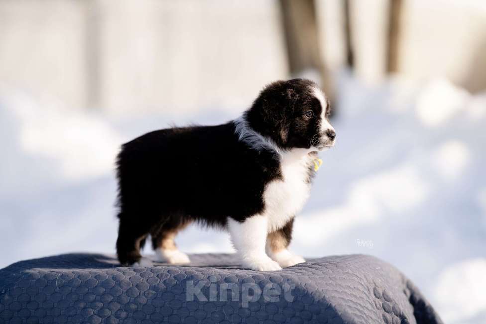 Собаки в других городах Московской области: Щенки миниаусси Мальчик, 60 000 руб. - фото 4
