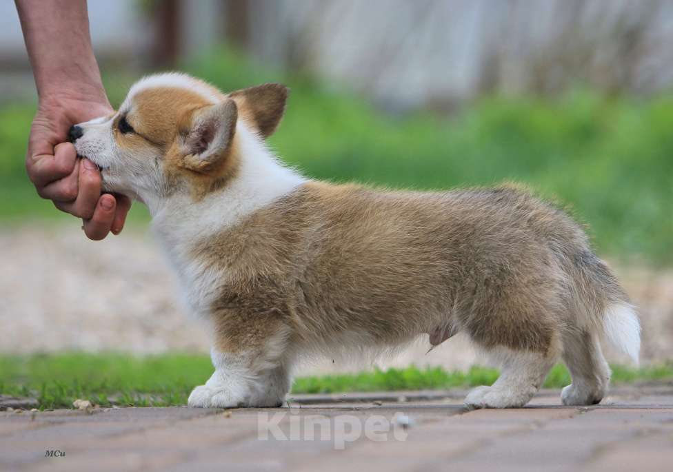 Собаки в Раменском: Мальчик Вельш корги пемброк  Мальчик, 70 000 руб. - фото 5