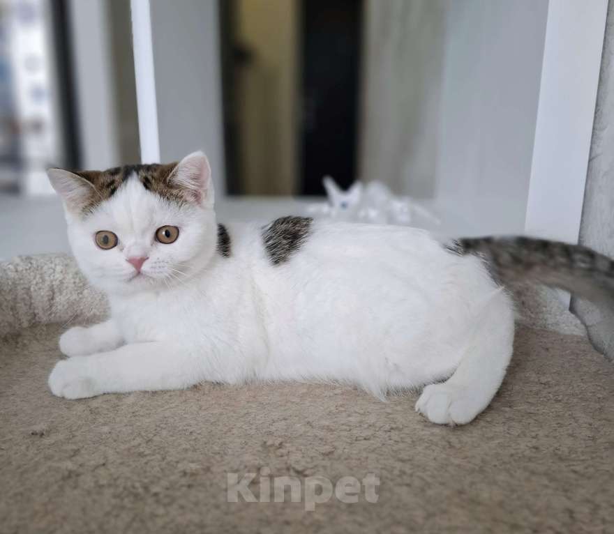 Кошки в Ярославле: Шотландский короткошерстный котенок Мальчик, 25 000 руб. - фото 8