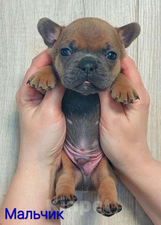Собаки в Санкт-Петербурге: Щенки Французского бульдога Разнополые, 50 руб. - фото 6