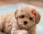 Собаки в Санкт-Петербурге: Мальтипу мальчик Мальчик, 165 000 руб. - фото 1