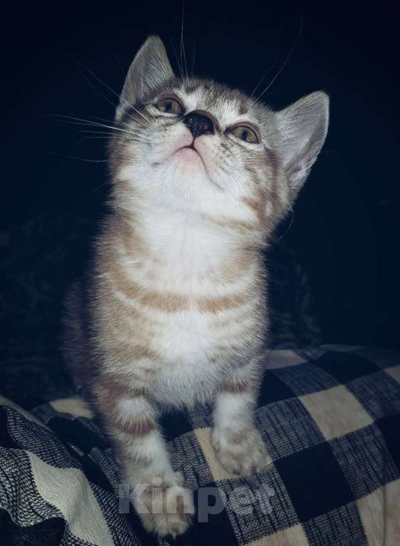 Кошки в Туле: Снежный мальчик Мальчик, 7 000 руб. - фото 2