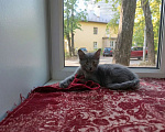 Кошки в Калуге: Котенок Девочка, Бесплатно - фото 1