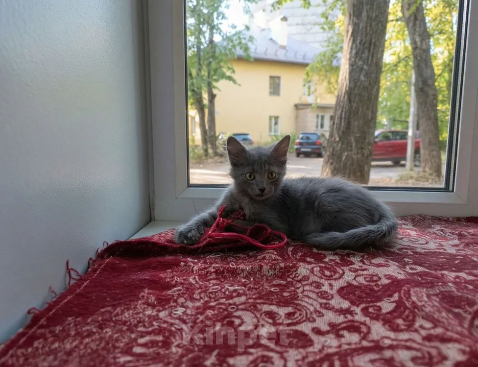 Кошки в Калуге: Котенок Девочка, Бесплатно - фото 1