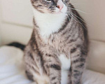 Кошки в Москве: Самый ласковый кот в мире Кузя в поисках дома! Мальчик, 10 руб. - фото 7