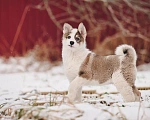Собаки в Лосином-Петровском: Любава якутенок в добрые руки Девочка, Бесплатно - фото 6