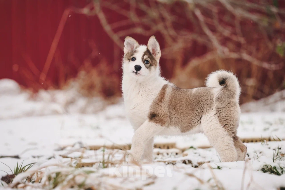 Собаки в Лосином-Петровском: Любава якутенок в добрые руки Девочка, Бесплатно - фото 6