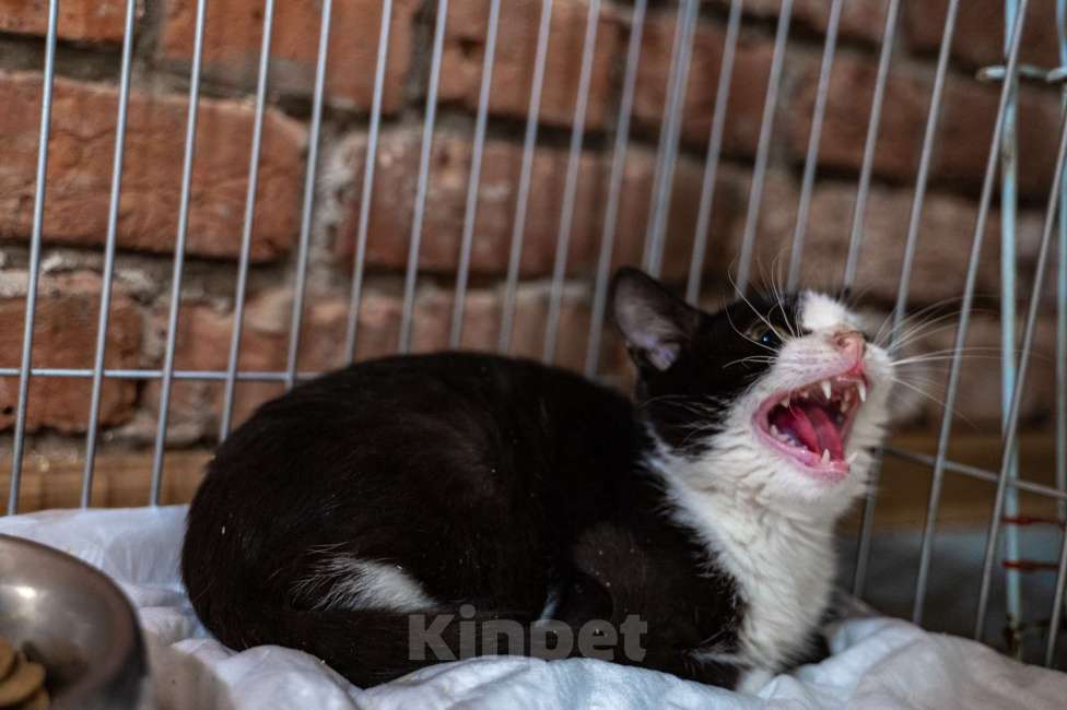 Кошки в Санкт-Петербурге: Феликс ищет дом Мальчик, Бесплатно - фото 4