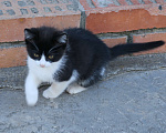 Кошки в Рязани: Котёнок Мальчик, 100 руб. - фото 3