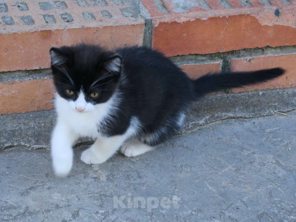 Кошки в Рязани: Котёнок Мальчик, 100 руб. - фото 3