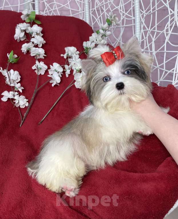 Собаки в Москве: Йорк с двумя голубыми глазами мальчик мини Мальчик, 130 000 руб. - фото 3