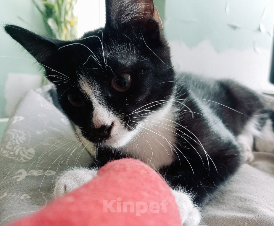 Кошки в Воскресенске: Отдаю котят в добрые руки Мальчик, Бесплатно - фото 2