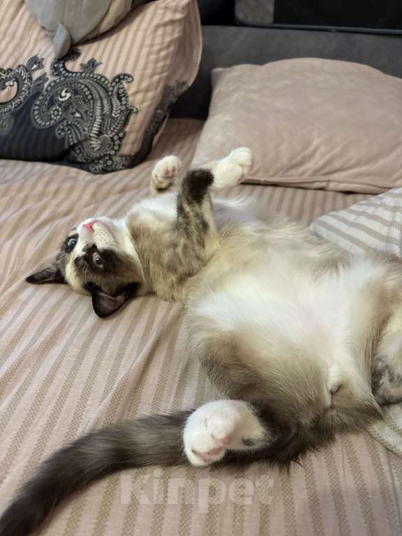 Кошки в Рязани: Кошка в добрые руки, даром  Девочка, Бесплатно - фото 2