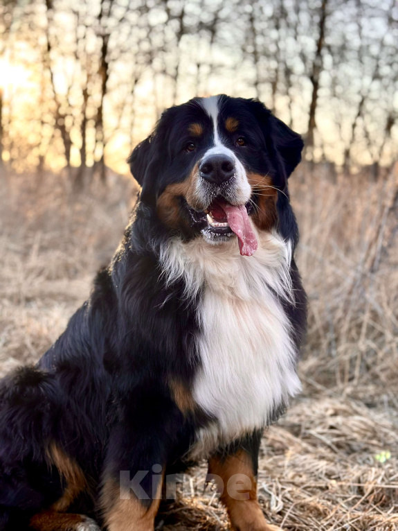 Собаки в Балашихе: Вязка с чемпионом. Бернский зенненхунд Мальчик, Бесплатно - фото 5