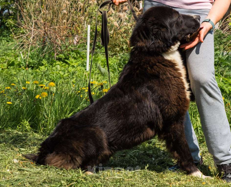 Собаки в Серпухове: Очень хочу домой Девочка, Бесплатно - фото 3
