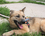 Собаки в Москве: ШАНС на дом и семью для ласкуши Ладушки Девочка, Бесплатно - фото 3