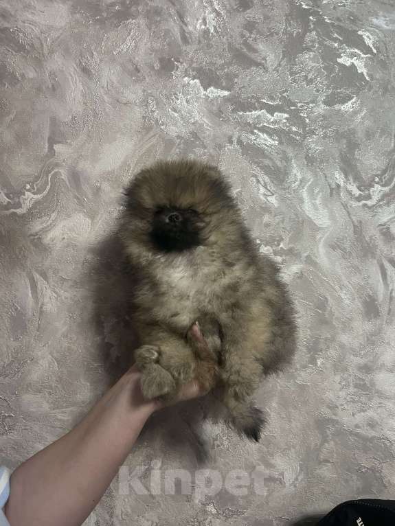 Собаки в Джанкое: Шпиц Мальчик, 20 000 руб. - фото 4