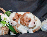 Собаки в других городах Московской области: Щенки девочки кавалер кинг чарльз спаниель Девочка, 130 руб. - фото 7