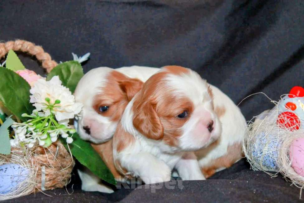 Собаки в других городах Московской области: Щенки девочки кавалер кинг чарльз спаниель Девочка, 130 руб. - фото 7
