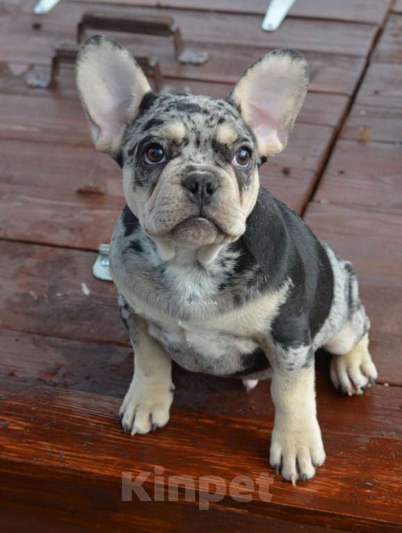 Собаки в Москве: щенок Мальчик, 70 000 руб. - фото 1