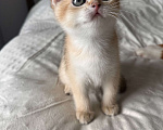 Кошки в других городах Московской области: Британская золотая шиншилла Ny11, ny12 Мальчик, 45 000 руб. - фото 7
