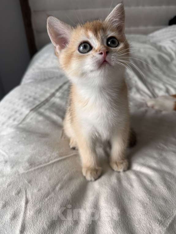 Кошки в других городах Московской области: Британская золотая шиншилла Ny11, ny12 Мальчик, 45 000 руб. - фото 7