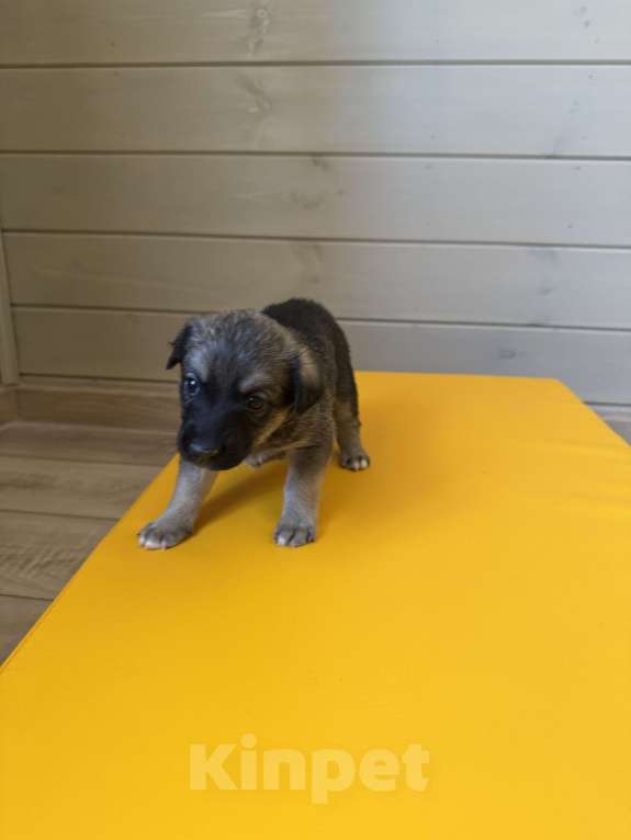 Собаки в Москве: Тишенька Мальчик, Бесплатно - фото 6